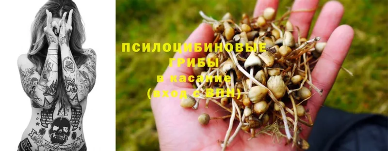 Псилоцибиновые грибы Psilocybine cubensis  закладка  МЕГА вход  Сарапул 